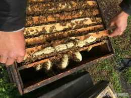 農家小夥子養蜂經常搞到野生蜂蜜 幾多人知道蜂蜜作用與功效？